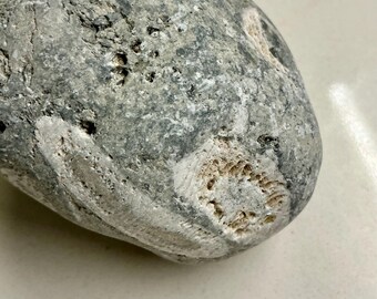 Ancient Fossil Pocket Stone – Ocean-Worn Limestone (430M Years Old)