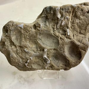 May include: A fossilised rock with several rounded impressions. The rock has a rough, textured surface with shades of brown and grey. It is displayed on a clear acrylic stand, showcasing its natural form and geological details.