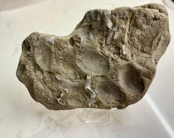 Ancient Sea Floor Fossil Plate – Brachiopods in Limestone