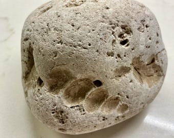 Ancient Coral & Shell Impression Limestone
