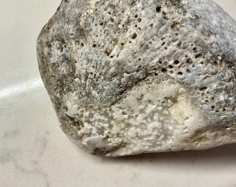 Crystallized Colonial Coral Fossil (~400 Million Years Old)