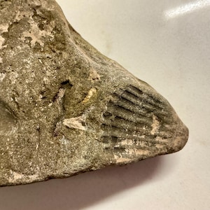 May include: A weathered, irregularly shaped rock with a rough, textured surface. The rock displays a fossilized pattern of parallel lines, possibly a marine organism. The colour is a mix of grey, brown, and beige, with areas of lighter and darker tones.
