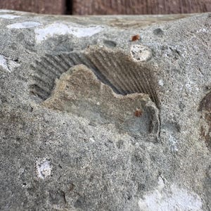 Ancient Brachiopod Fossil Plate (slab stone)