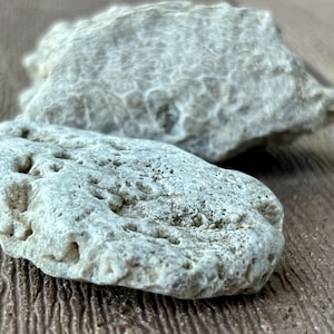 Fossiles Honigwaben-Korallen-Fossil (Paar) (klein)