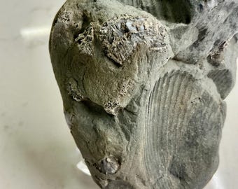 Multi-Fossil Brachiopod Matrix