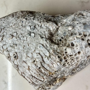 May include: A heart-shaped stone with a textured surface, displaying a mix of grey and white hues. The stone's surface is marked with small holes and ridges, giving it a distinctive, natural look. The stone appears weathered.