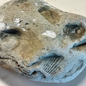 May include: A weathered grey rock displaying fossil imprints. The rock has a rough texture with shades of grey and brown. Fossilised shell patterns are visible, enhancing its natural appearance. A geological specimen, it showcases ancient marine life.