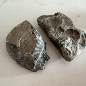 May include: Two grey fossil stones with shell imprints. One stone is broken, revealing the internal structure of the fossil. The other stone is intact, showing a detailed shell pattern. These natural specimens are ideal for educational purposes or as unique decor.