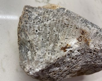 Favosites (Honeycomb Coral) Fossil – Silurian Limestone