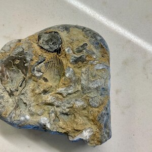 Könnte beinhalten: Ein grauer und beigefarbener versteinerter Stein mit mehreren eingebetteten Muschelabdrücken. Die Oberfläche zeigt ein markantes fächerförmiges Muschelfossil mit deutlichen radialen Rippen sowie weitere unregelmäßige organische Texturen.