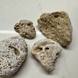 Sparkling Fossiliferous Limestone - Ancient Sea Floor (set)