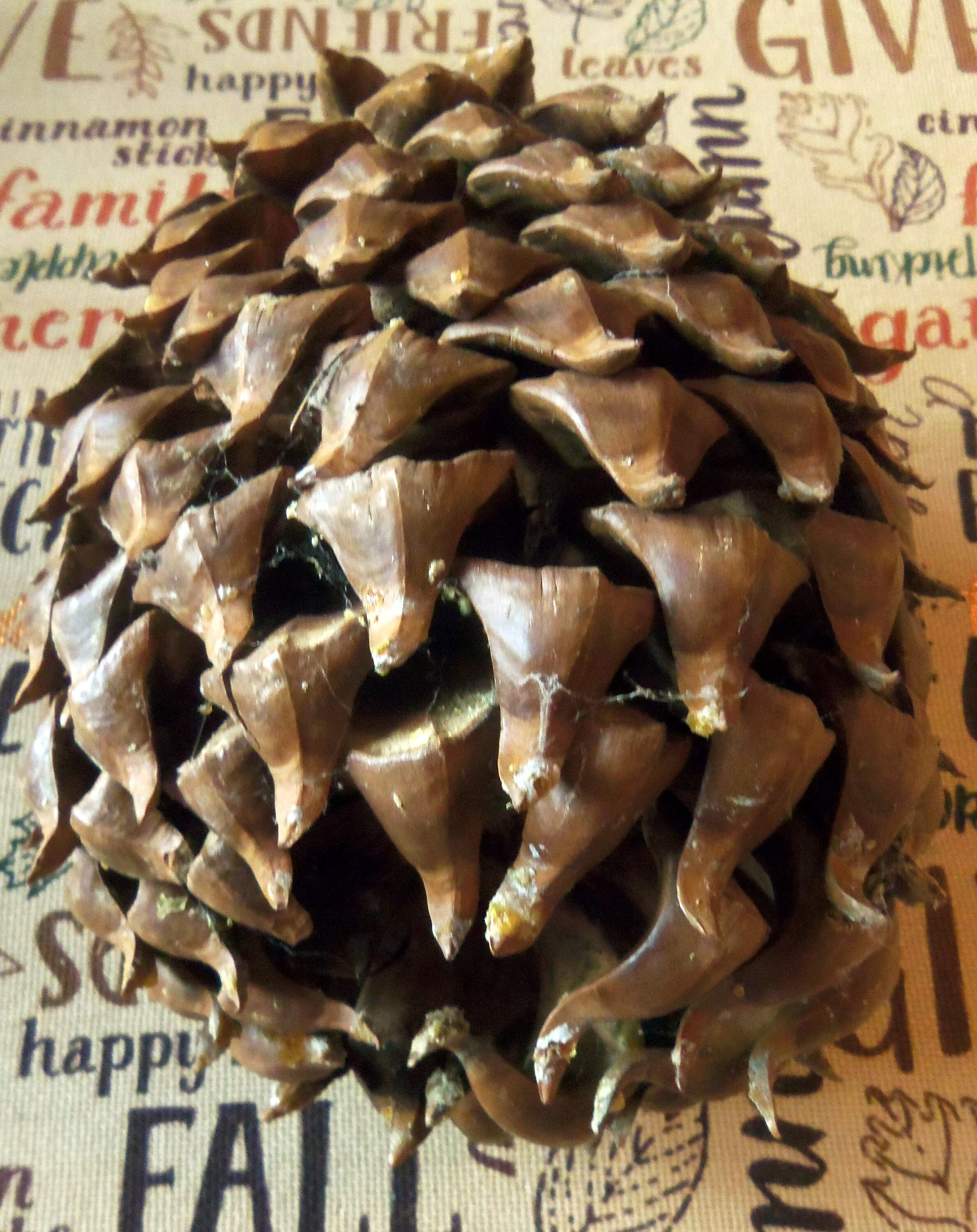 Jeffrey Pine Cones for Crafts and Decor Measured and Numbered Etsy