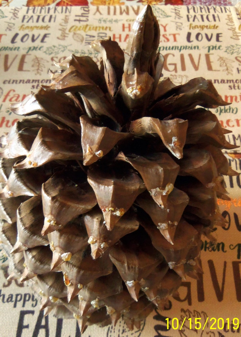 Jeffrey Pine Cones for Crafts and Decor Measured and Numbered Etsy