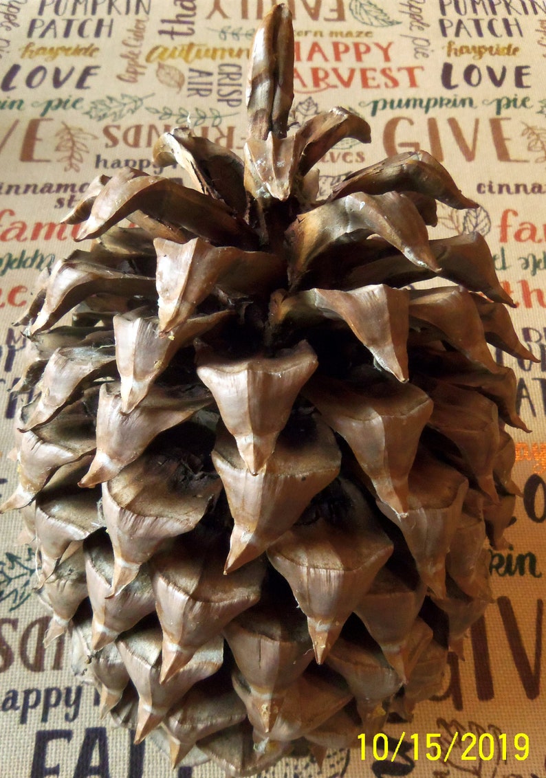 Jeffrey Pine Cones for Crafts and Decor Measured and Numbered Etsy
