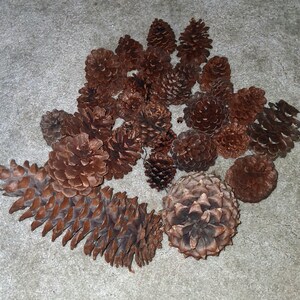 May include: A collection of brown pine cones of various sizes. The cones are arranged on a neutral-colored surface. The image showcases the natural textures and shapes of the pine cones, highlighting their organic forms.