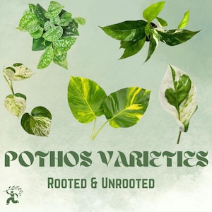 Rooted/Unrooted Pothos Varieties – Golden, Manjula, Albo, Neon, Cebu/Baltic Blue, Snow Queen, Silver Satin, N’Joy, – Live Plant Cuttings