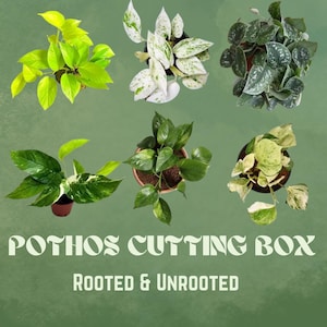 Rooted/Unrooted Pothos Cutting Box – Golden, Marble Queen, Neon, Cebu Blue & More – Live Plant Cuttings – Easy Care Indoor - Houseplant