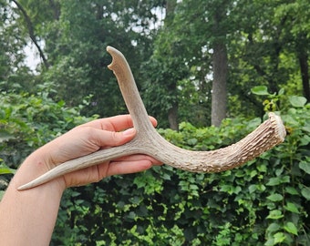 Deer Antler ~ for primitive tool, handle, decor & more