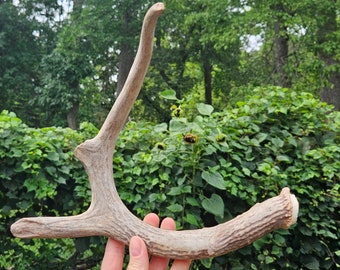 Deer Antler ~ for primitive tool, handle, decor & more