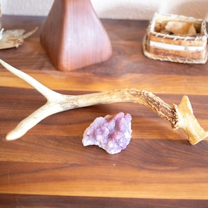 May include: A light brown antler with a polished, light brown tip, a purple amethyst crystal, and a wooden surface.