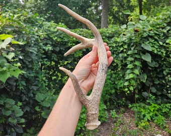 Deer Antler ~ for primitive tool, handle, decor & more