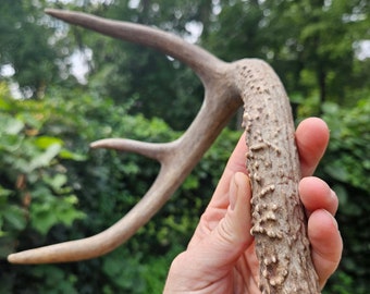 Deer Antler ~ for primitive tool, handle, decor & more