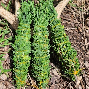 minnesota prairie juniper ~ juniper bundle wrapped w organic cotton thread