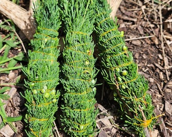 minnesota prairie juniper ~ juniper bundle wrapped w organic cotton thread