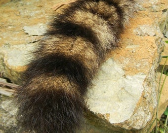 Natural Raccoon Tail *8-10 inches* with Buckskin Tie
