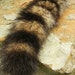 see more listings in the tails / furs section