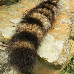 Natural Raccoon Tail 8-10 inches with Buckskin Tie image 1