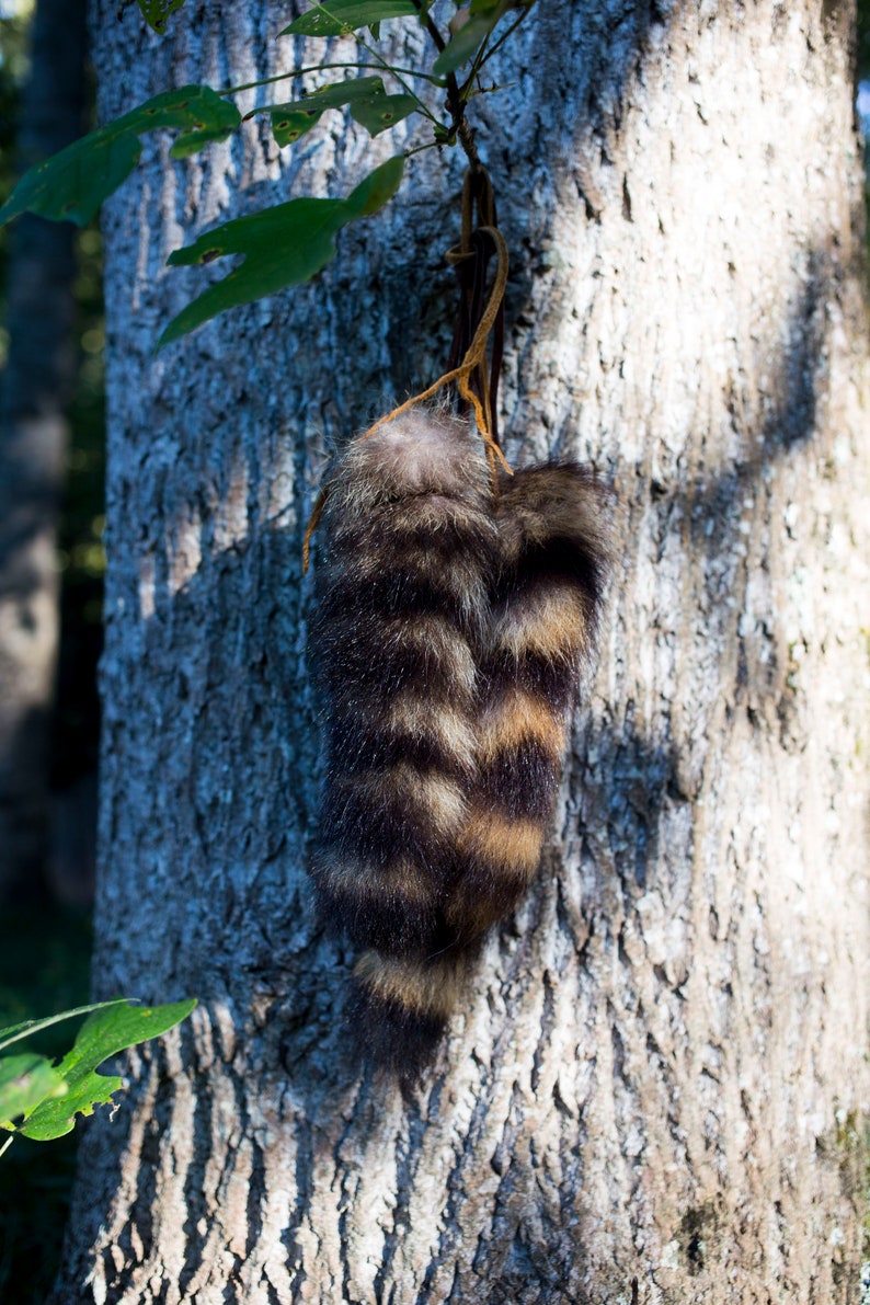 Natural Raccoon Tail 8-10 inches with Buckskin Tie image 6