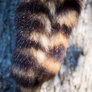 Natural Raccoon Tail 8-10 inches with Buckskin Tie image 2