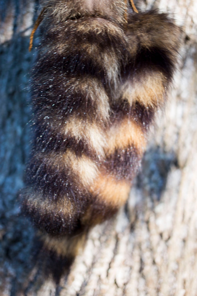 Natural Raccoon Tail 8-10 inches with Buckskin Tie image 2