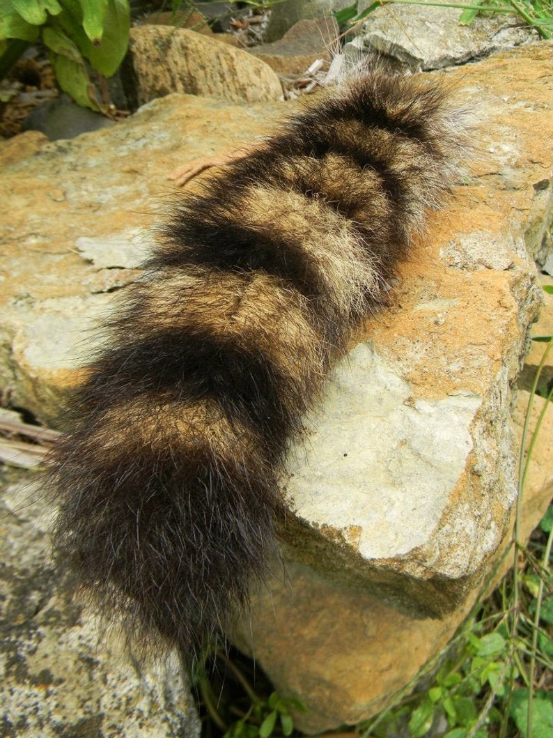 Natural Raccoon Tail 8-10 inches with Buckskin Tie image 1