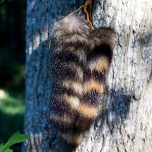 Natural Raccoon Tail 8-10 inches with Buckskin Tie image 5