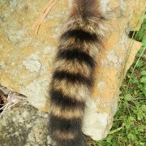 Natural Raccoon Tail 8-10 inches with Buckskin Tie image 7