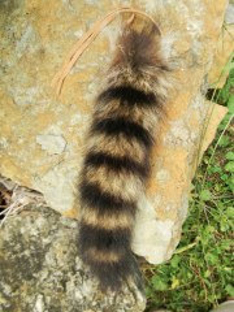 Natural Raccoon Tail 8-10 inches with Buckskin Tie image 7