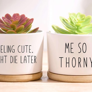 Puede incluir: Dos pequeñas macetas de cerámica blanca con suculentas. Una tiene una suculenta rojiza-verde y el texto "FEELING CUTE. MIGHT DIE LATER." La otra tiene una suculenta verde y el texto "ME SO THORNY."