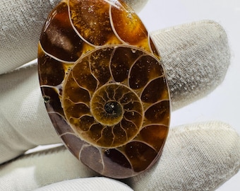 Natuurlijke ammoniet cabochon fossiele steen voor het maken van sieraden, draadwikkeling.