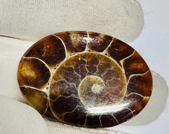 Ammonietfossiele cabochon: natuurlijk gepolijste fossiele schelpedelsteen voor draadwikkeling Maak je sieraden.