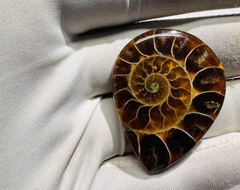 Natuurlijk fossiel van ammoniet voor het maken van sieraden, draadwikkeling.