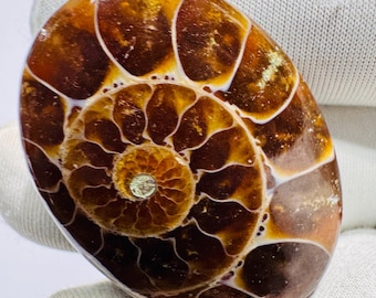 Natuurlijke ammoniet fossiele cabochon genezende stenen sieraden maken van benodigdheden.