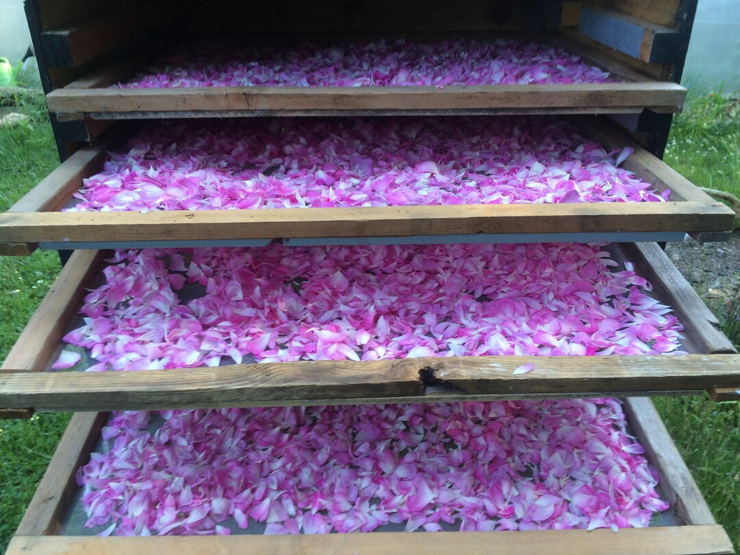 Rosebud Infused Oil Etsy