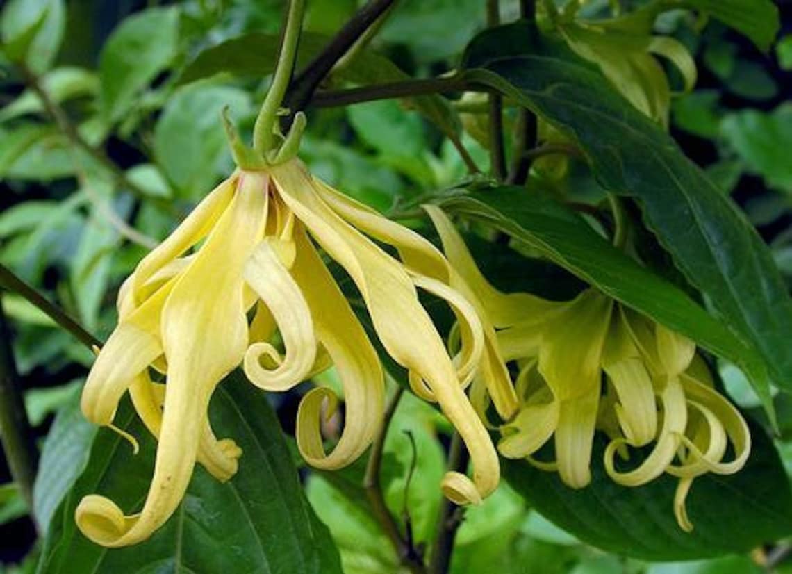 RARE Ylang Ylang Tree 2' tall 2 years old LIVE plant Etsy