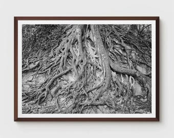 Tree Roots Wall Art: Greenville SC Black and White Photography - Nature Meets City