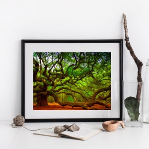 Angel Oak Tree Print - Charleston SC Photo - Johns Island - Black & White Photography - Charleston Wall Art - Nature Home Decor