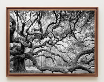 Black and White Print,  Angel Oak Tree Wall Art, Charleston Print, South Carolina, Tree Print, Fine Art Photography,