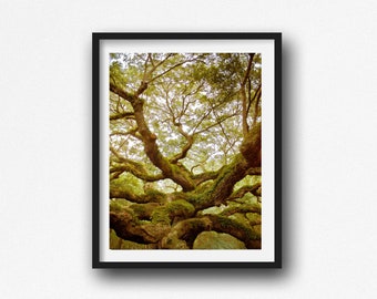 Nature Photography, Oak Tree Print, Prints, Charleston SC, Angel Oak Tree, Nature Wall Photography, Tree Wall Art