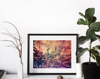 Angel Oak Print, Charleston SC, South Carolina, Angel Oak Tree Print, Charleston Photos, Charleston Print, Modern Wall Art, Tree Print, Art